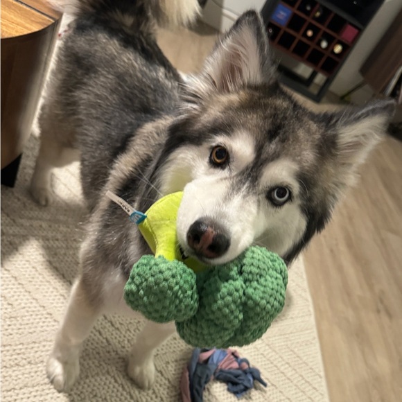 Meet your Posher, Tawnee - Picture 1 of 1